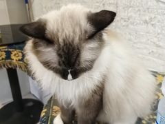 -平行世界·猫咖(首经贸店)