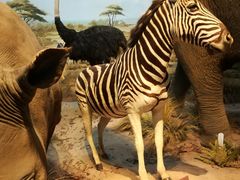 -陕西自然博物馆