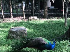 -瑞丽独树成林风景区