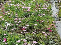 -迪茵湖田家舍生态农场