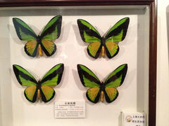 12.9-上海大自然野生昆虫馆