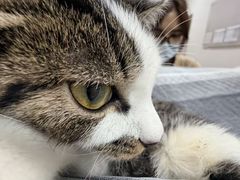 -艾贝尔宠物医院 ·中兽医·宠保定点(北门桥店)