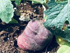 -迪茵湖田家舍生态农场