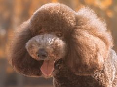 -PETKIT小佩宠物(古北店)