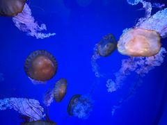 -海合安青岛极地海洋公园