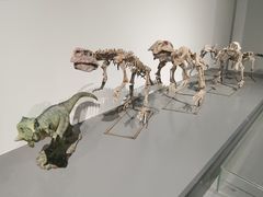 -大连自然博物馆