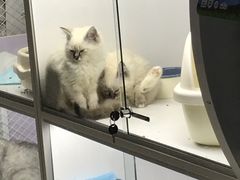 -喵的天空名猫咖啡馆·撸猫·猫舍·用品