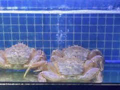 帝王蟹-吉友粥底火锅(方斜路店)