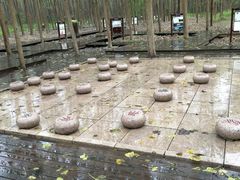 -合肥滨湖国家森林公园