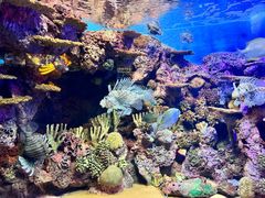 -上海海洋水族馆