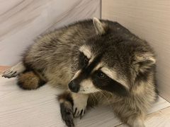 -浣熊柯尔鸭土拨鼠·电玩咖