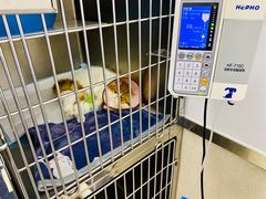 -爱妮康宠物医院·干细胞免疫细胞·肿瘤·心脏(张江店)