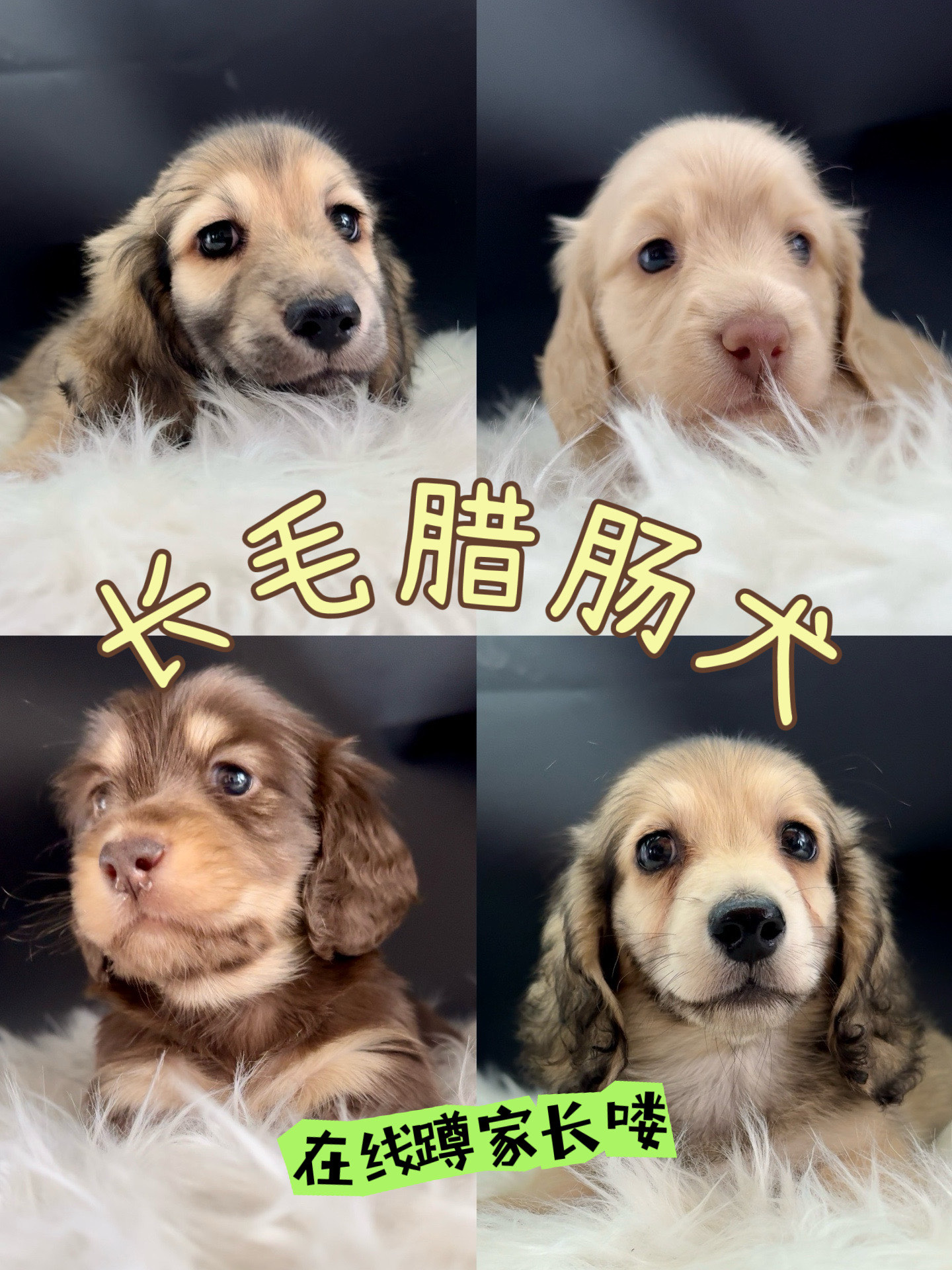 腊肠犬打猎兔子图片