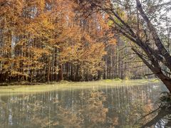 -桤木河湿地公园