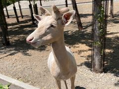 -秦皇岛野生动物园