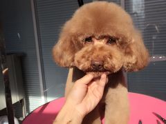 -瑞派·关忠动物医院·猫专科·犬专科(三环新城店)