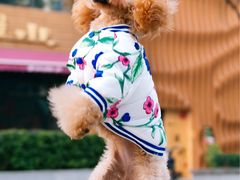 -爱宠屋pet shop·宠物洗澡·宠物美容