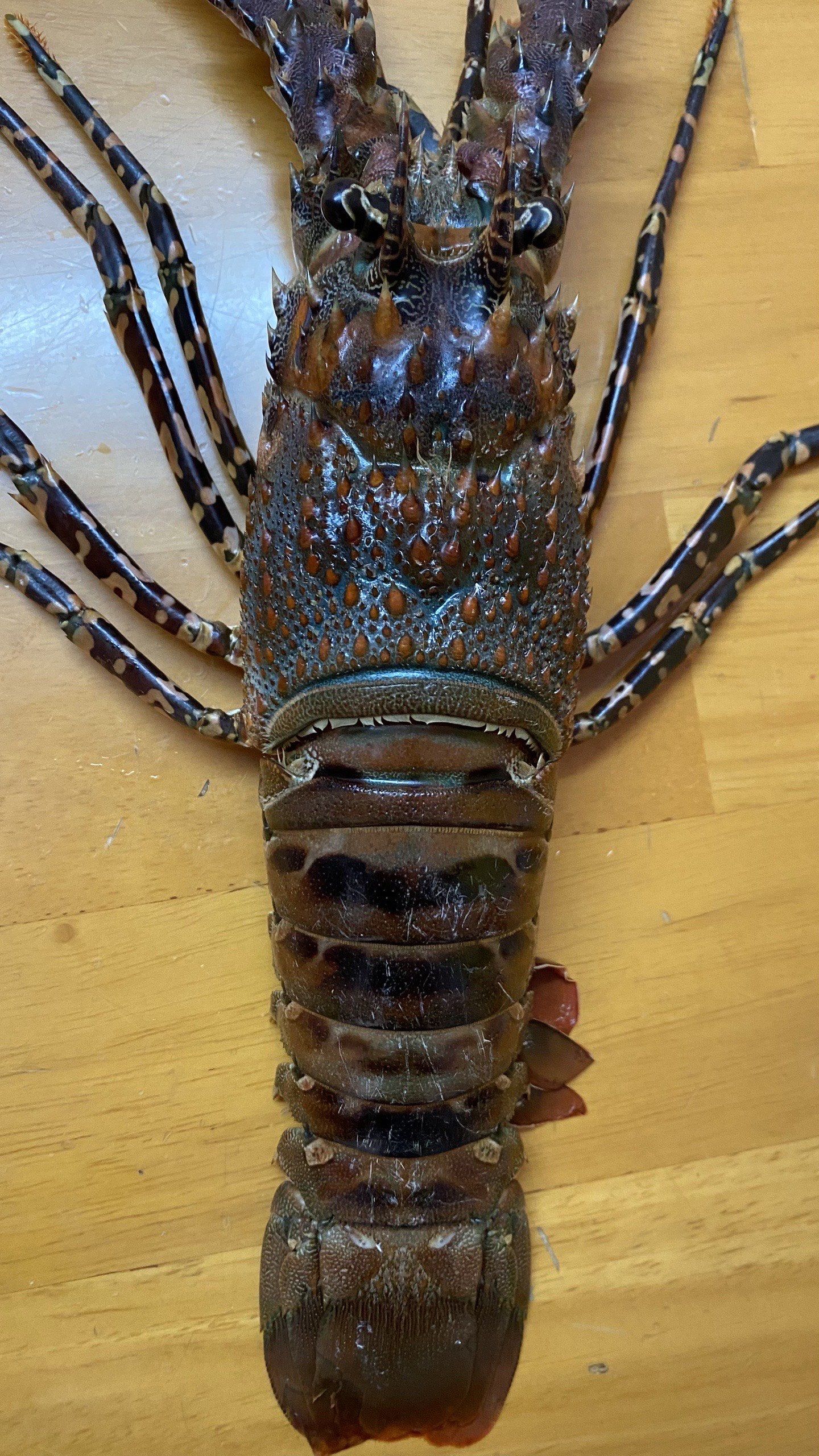 panulirus ornatus花龙