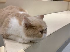 -飞行喵MR PILOT|猫舍·猫咖(静安大融城店)