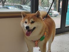 -瑞派康怡24h宠物医院·犬猫医疗中心·微创绝育(瑞景分院)