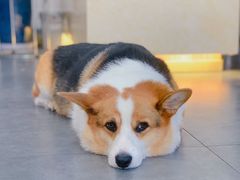 -老四川平头酸菜鱼(衙前店)