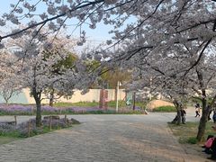 -苏州上方山国家森林公园