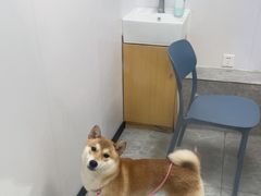 -艾贝尔宠物医院·宠保定点·超声绝育·免疫点(樱花路店)