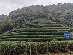 -阿巧茶庄