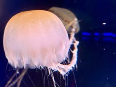 -上海海洋水族馆
