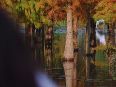 -白鹭湾湿地公园