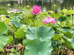 -莲花池公园
