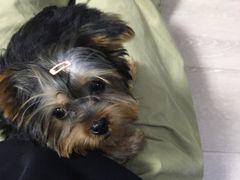 -翊宠yipet猫狗购宠庄园犬舍•猫舍