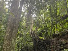 -西双版纳原始森林公园