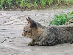 -秋霞圃
