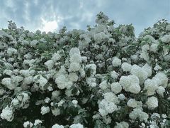 -上海滨江森林公园