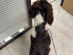 -北京派仕佳德动物医院·超导核磁·CT·神经科·骨科·内外科·急重症管理中心