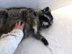 -浣熊柯尔鸭土拨鼠·电玩咖