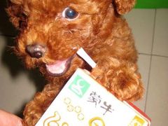 -伟伟宠物医院·CT影像中心·瑞派犬猫综合性门诊(汉口总院)