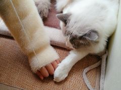 -Meowの猫咖(万家丽店)