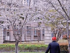 -高东镇樱花园