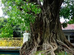 -五世皇金柚木行宫(维护中)