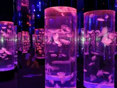 -成都浩海立方海洋公园