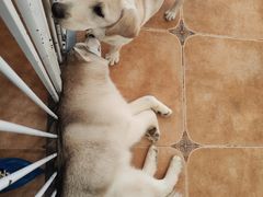 -Let's go狗咖·猫咖·奶狗·桌游(春熙路IFS店)