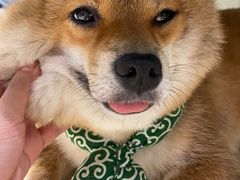 -逗柴咖啡屋·狗咖猫咖宠物桌游