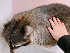 -浣熊柯尔鸭土拨鼠·电玩咖