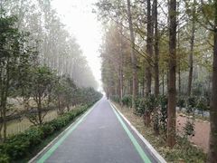 -合肥滨湖国家森林公园