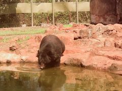 -海南热带野生动植物园