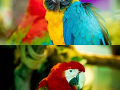 -灵玲国际马戏城