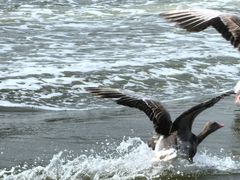 -南大港湿地风景区