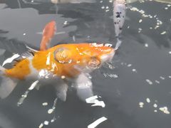 -梅园食堂